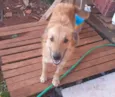 Lulu