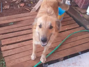 Cachorro raça Pastor Alemão idade 2 anos nome Lulu