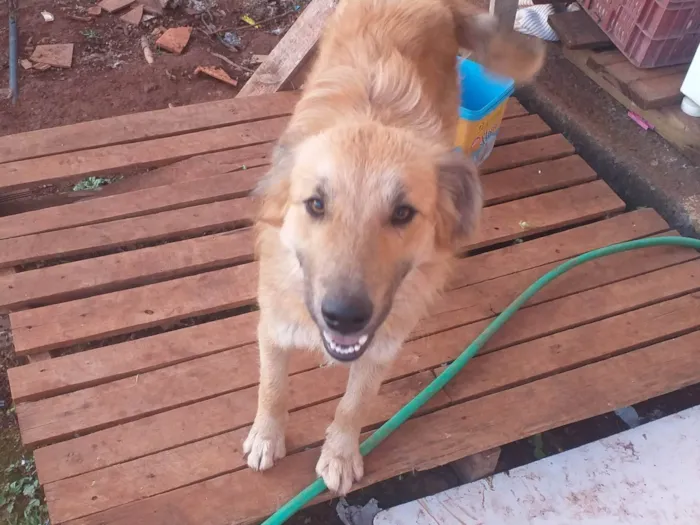Cachorro ra a Pastor Alemão idade 2 anos nome Lulu
