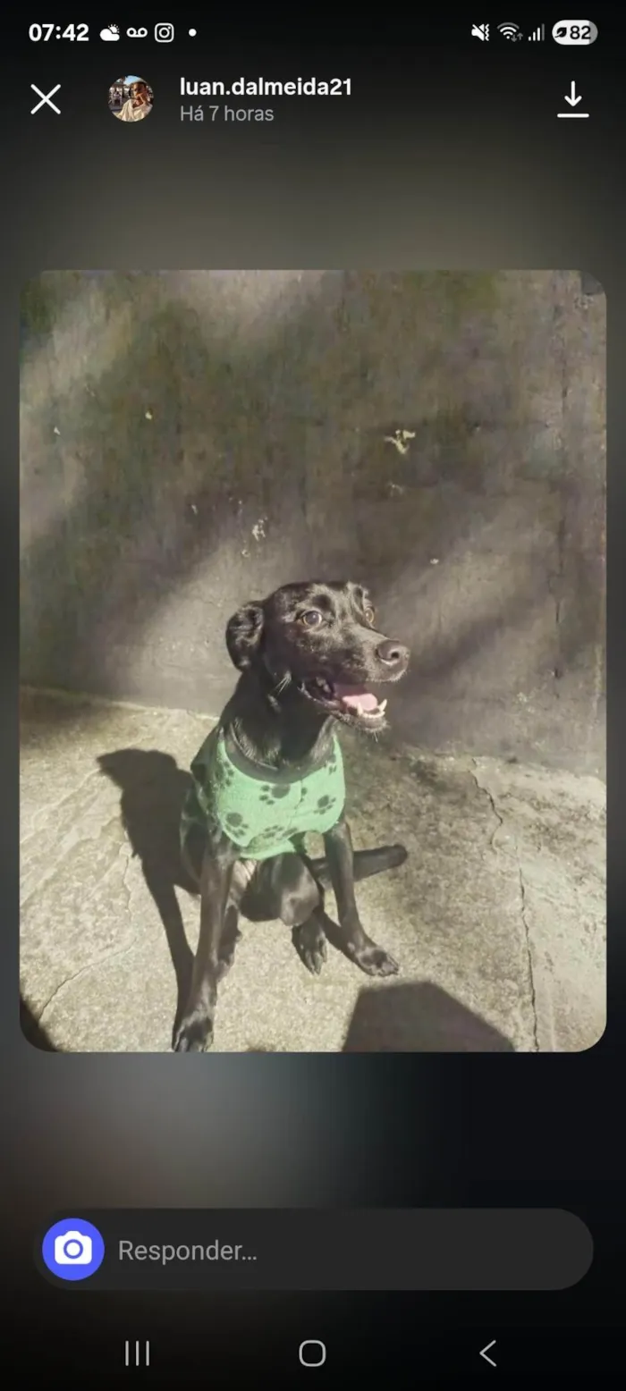 Cachorro ra a SRD-ViraLata idade 1 ano nome Amora