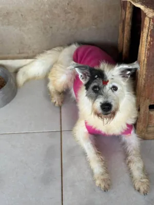 Cachorro raça SRD-ViraLata idade 3 anos nome Luna