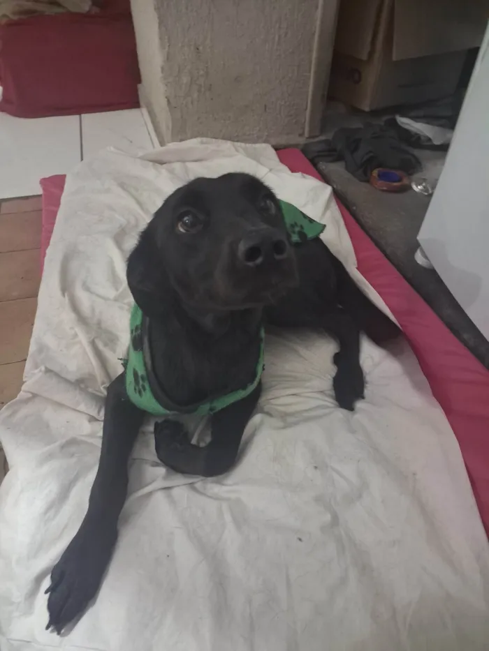 Cachorro ra a SRD-ViraLata idade 1 ano nome Amora