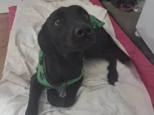 Cachorro raça SRD-ViraLata idade 1 ano nome Amora