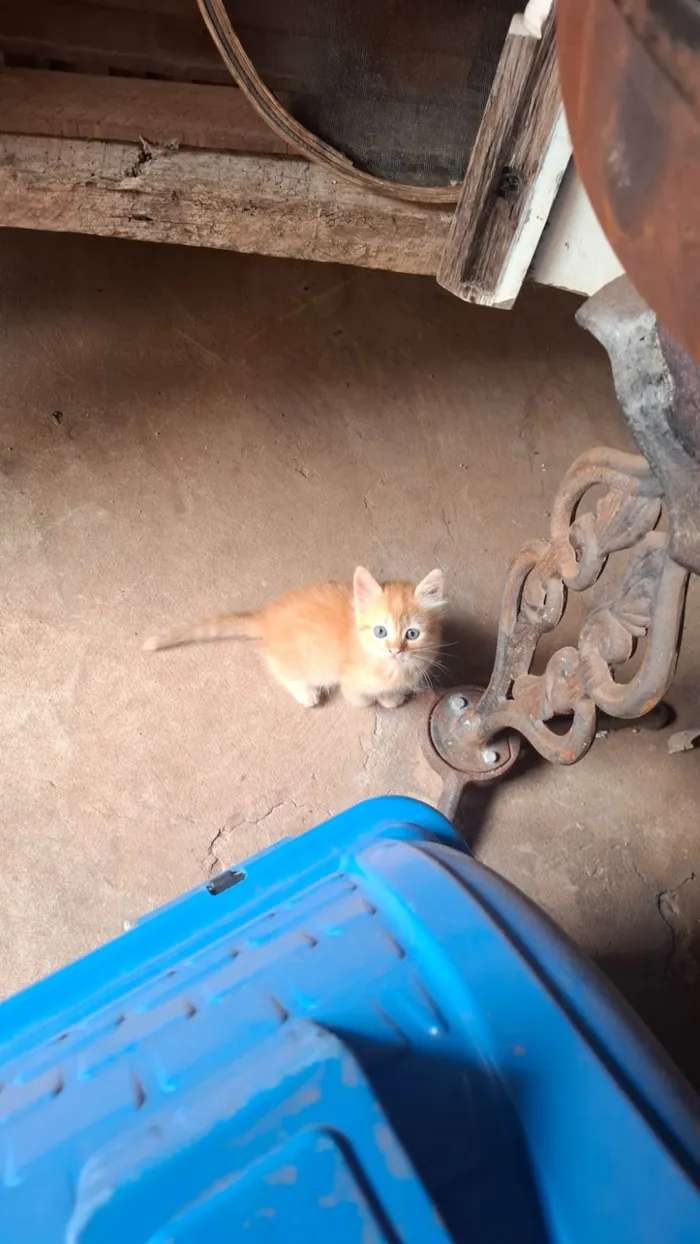 Gato ra a SRD-ViraLata idade Abaixo de 2 meses nome Sem Nome
