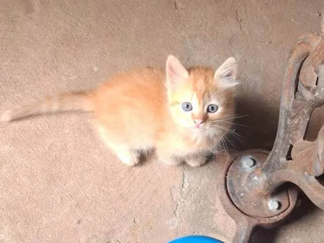 Gato ra a SRD-ViraLata idade Abaixo de 2 meses nome Sem Nome