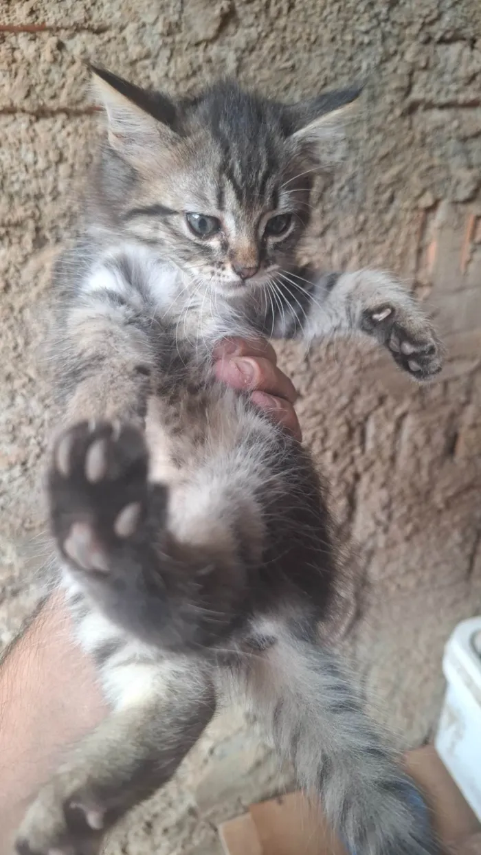 Gato ra a SRD-ViraLata idade Abaixo de 2 meses nome Sem Nome