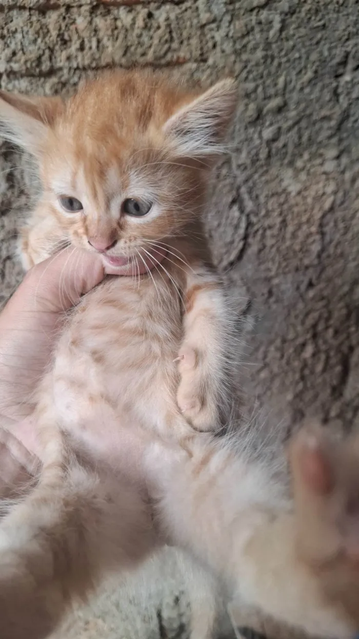 Gato ra a SRD-ViraLata idade Abaixo de 2 meses nome Sem Nome