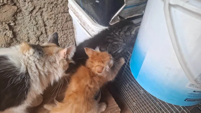 Gato ra a SRD-ViraLata idade Abaixo de 2 meses nome Sem Nome