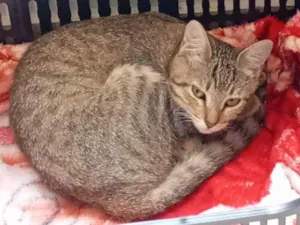 Gato raça SRD-ViraLata idade 2 a 6 meses nome Kássia quem resgatou 