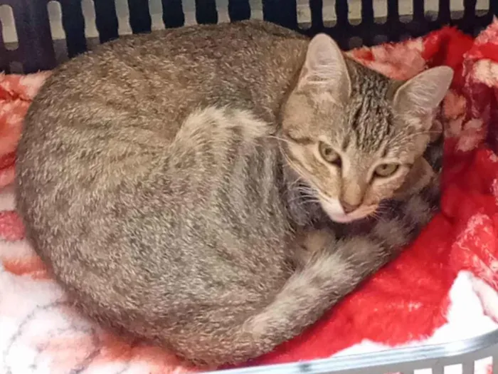 Gato ra a SRD-ViraLata idade 2 a 6 meses nome Kássia quem resgatou 