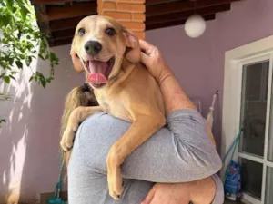 Cachorro raça SRD-ViraLata idade 2 a 6 meses nome Marquinhos