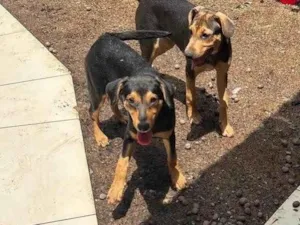 Cachorro raça SRD-ViraLata idade 2 a 6 meses nome Maria Eduarda e Mariângela 