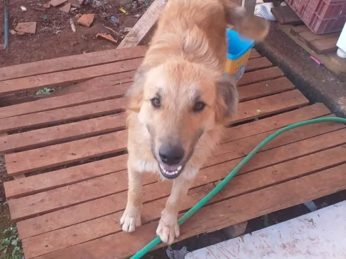 Cachorro ra a Pastor Alemão idade 2 anos nome Lulu