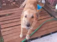 Lulu