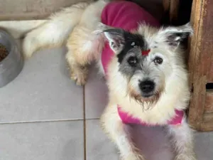 Cachorro raça SRD-ViraLata idade 3 anos nome Luna