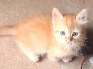 Gato raça SRD-ViraLata idade Abaixo de 2 meses nome Sem Nome