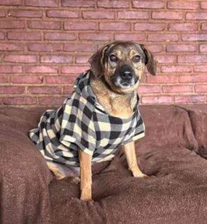Cachorro raça SRD-ViraLata idade 6 ou mais anos nome Duque 