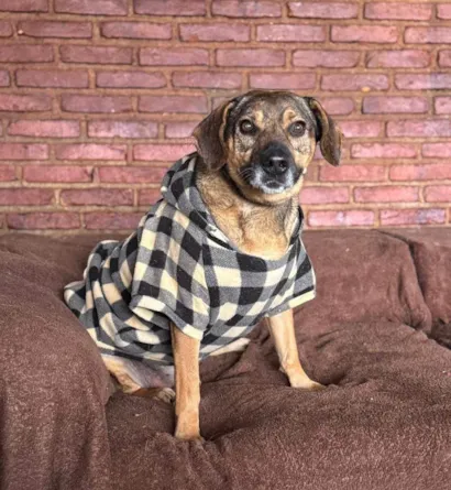 Cachorro raça SRD-ViraLata idade 6 ou mais anos nome Duque 