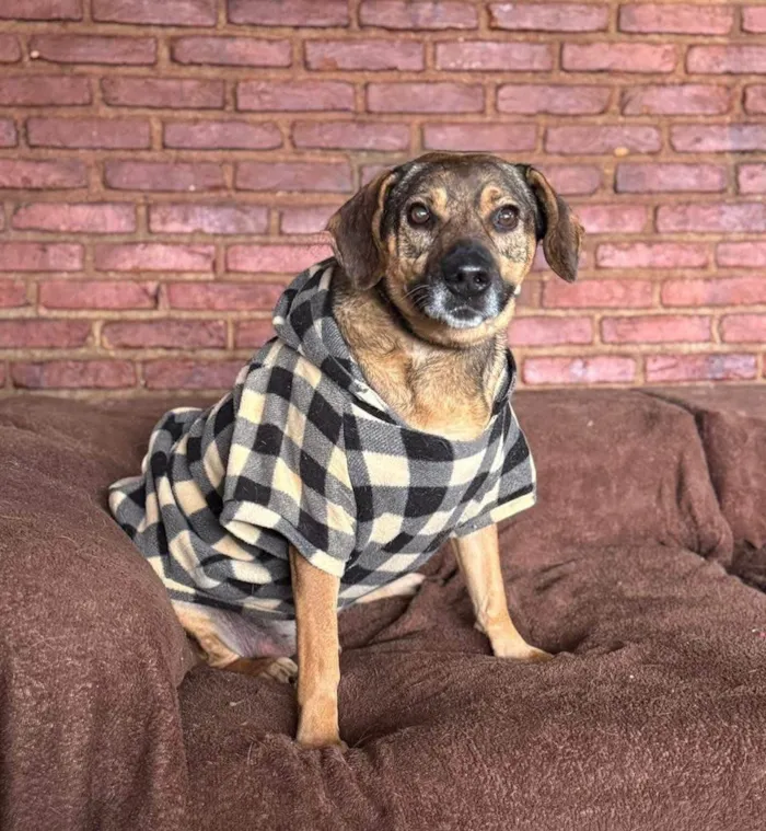 Cachorro ra a SRD-ViraLata idade 6 ou mais anos nome Duque 