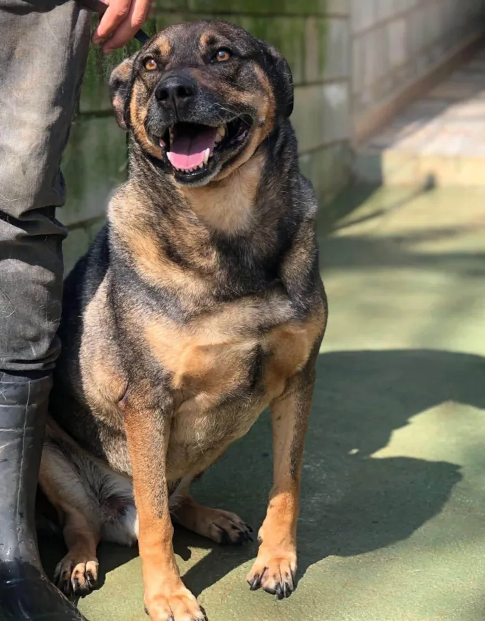 Cachorro ra a SRD-ViraLata idade 6 ou mais anos nome Duque 