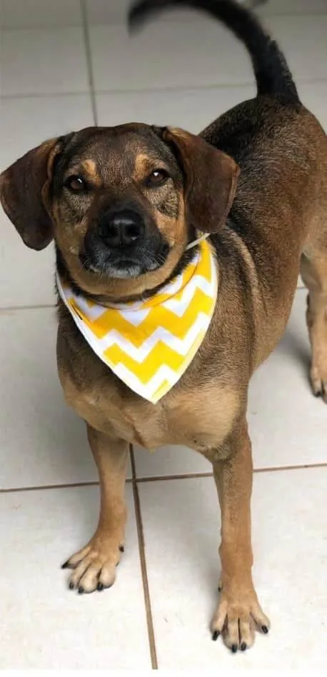 Cachorro ra a SRD-ViraLata idade 6 ou mais anos nome Duque 