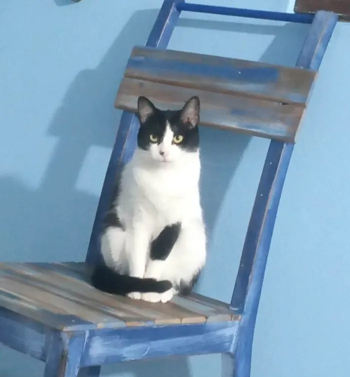 Gato ra a SRD-ViraLata idade 2 anos nome Jujuba