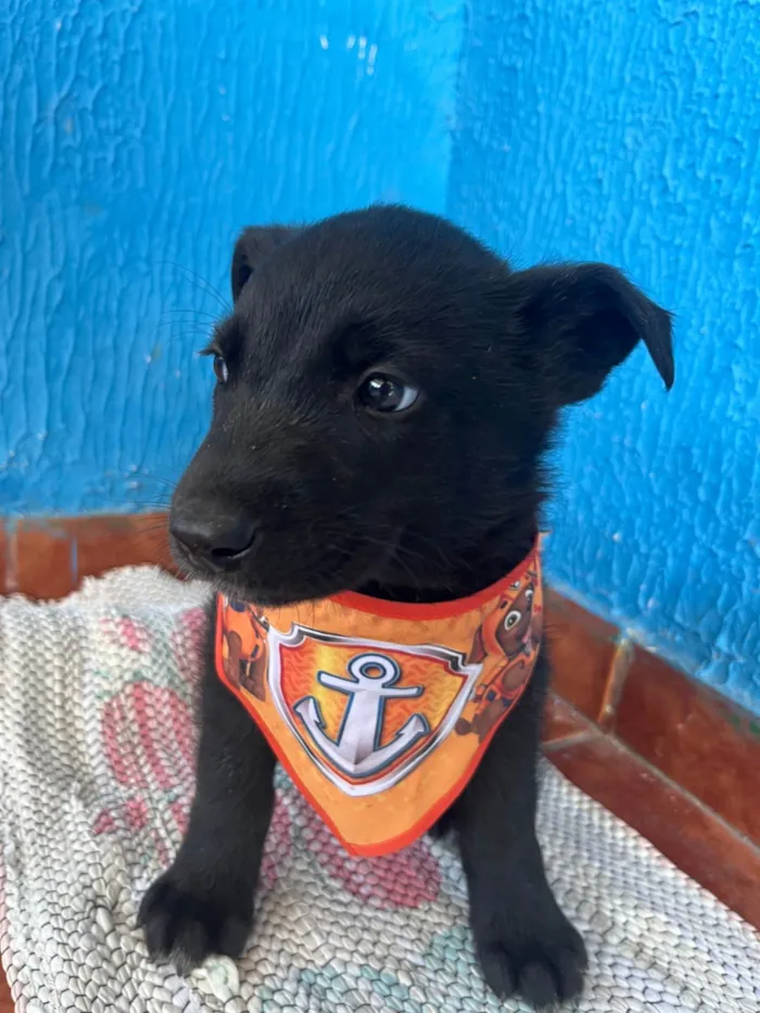 Cachorro ra a SRD-ViraLata idade 2 a 6 meses nome Sem nome