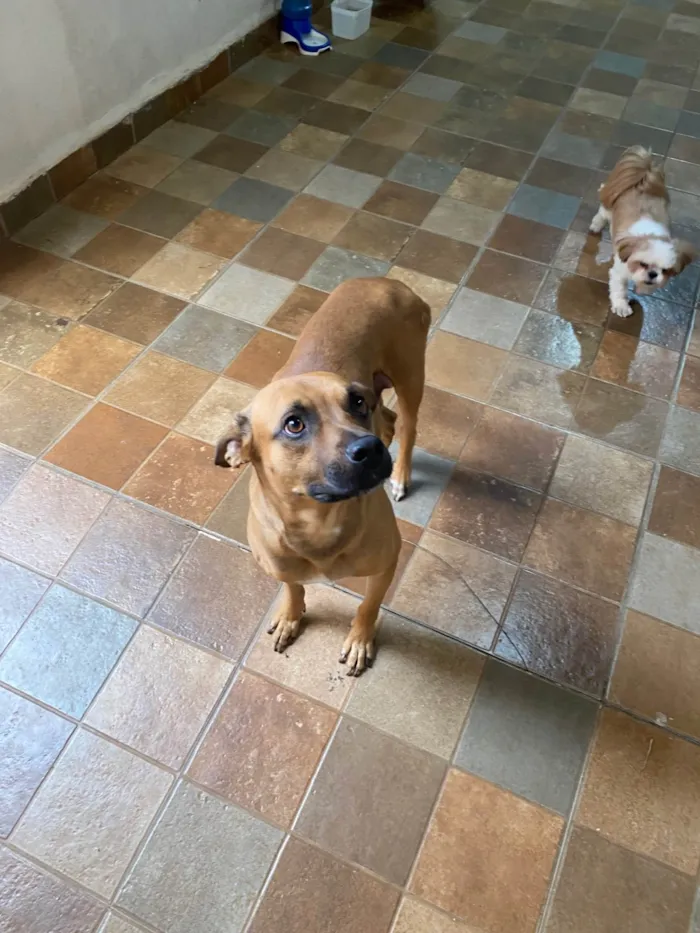 Cachorro ra a SRD-ViraLata idade 2 anos nome Caramelo 