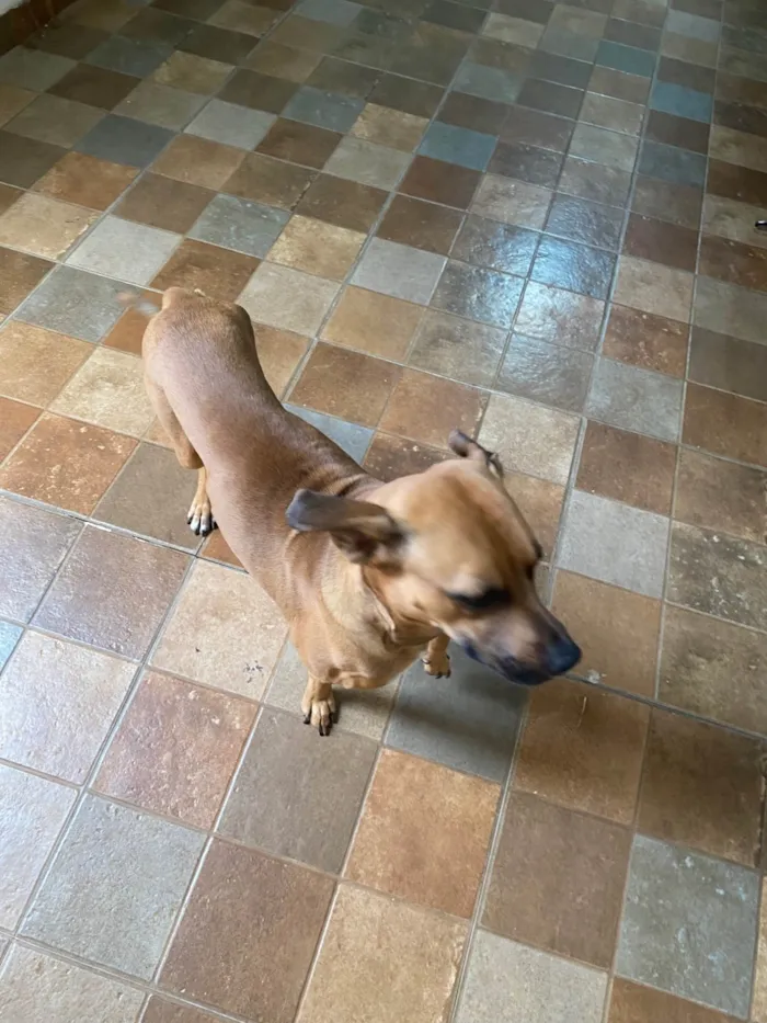 Cachorro ra a SRD-ViraLata idade 2 anos nome Caramelo 