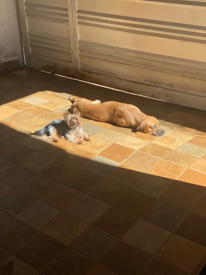 Cachorro ra a SRD-ViraLata idade 2 anos nome Caramelo 