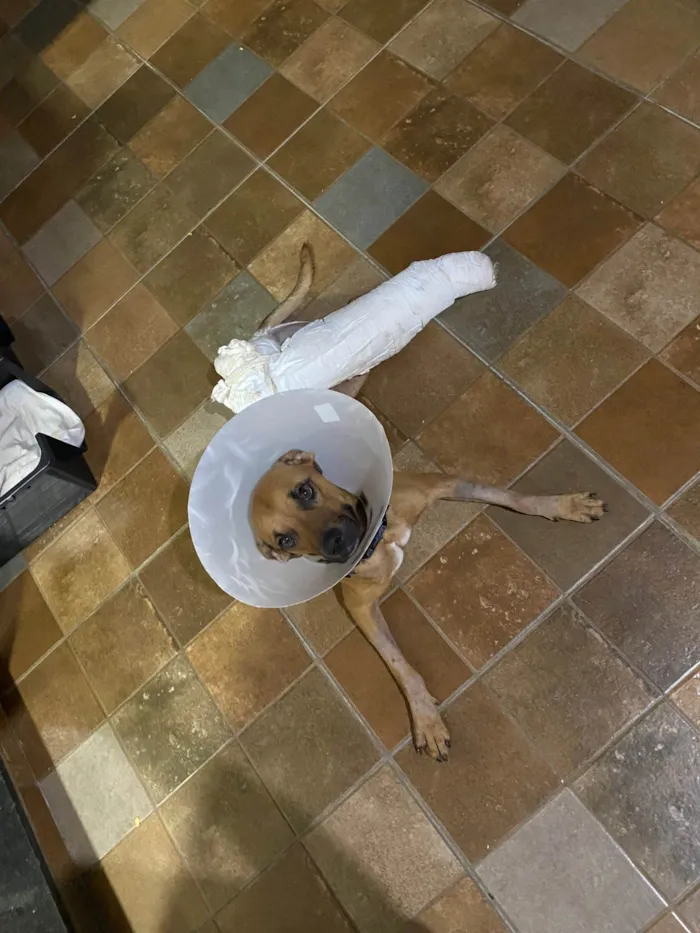 Cachorro ra a SRD-ViraLata idade 2 anos nome Caramelo 