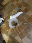 Caramelo