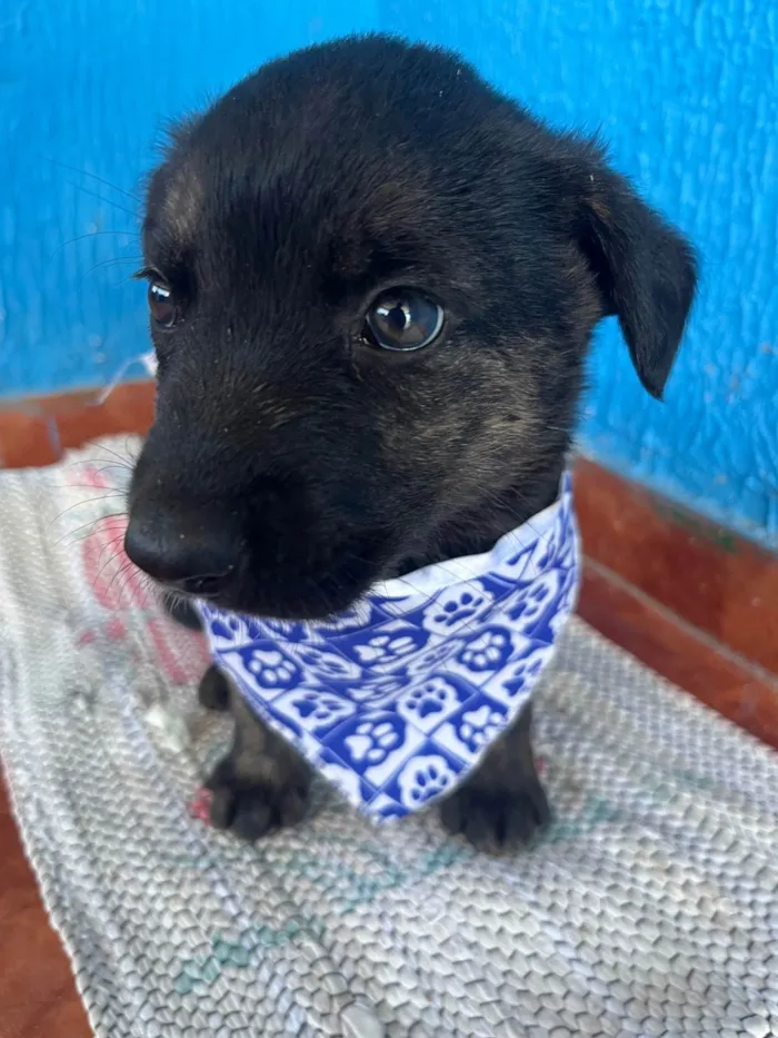 Cachorro ra a SRD-ViraLata idade 2 a 6 meses nome Sem nome 