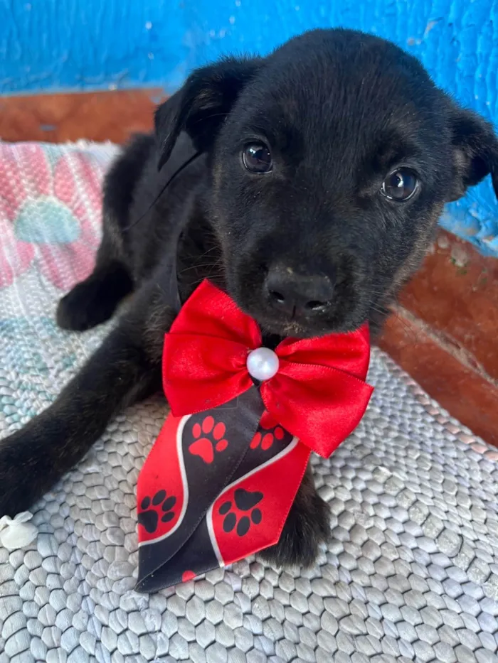 Cachorro ra a SRD-ViraLata idade 2 a 6 meses nome Sem nome 