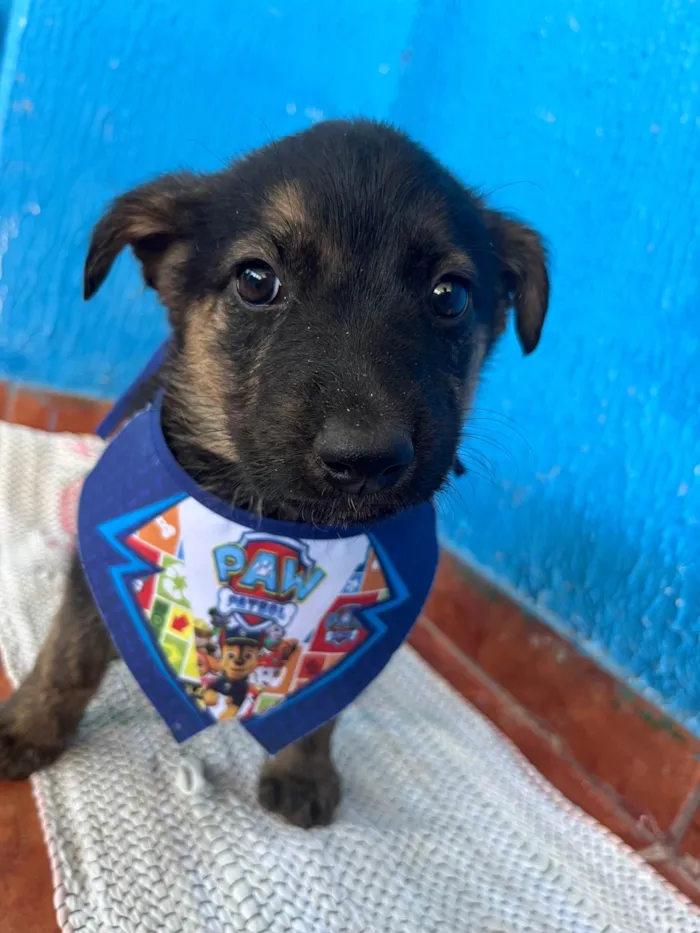 Cachorro ra a SRD-ViraLata idade 2 a 6 meses nome Não tem nome 