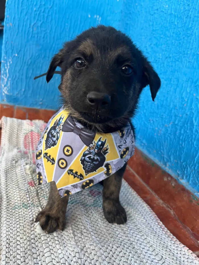 Cachorro ra a SRD-ViraLata idade 2 a 6 meses nome Ainda não tem nome 
