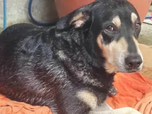 Cachorro raça Rottweiler idade 6 ou mais anos nome Kiara