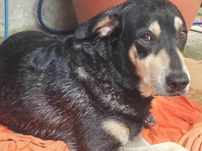 Cachorro ra a Rottweiler idade 6 ou mais anos nome Kiara
