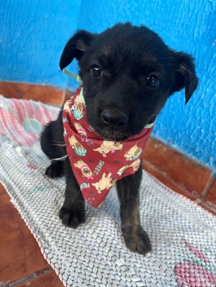 Cachorro ra a SRD-ViraLata idade 2 a 6 meses nome Sem nome .