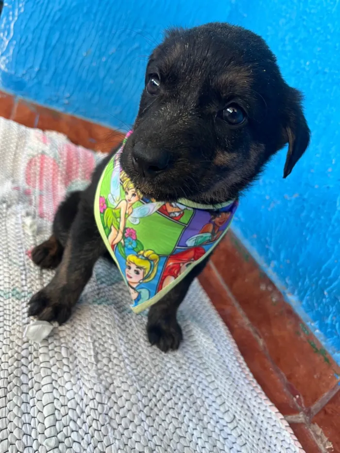 Cachorro ra a SRD-ViraLata idade 2 a 6 meses nome Ainda não tem 