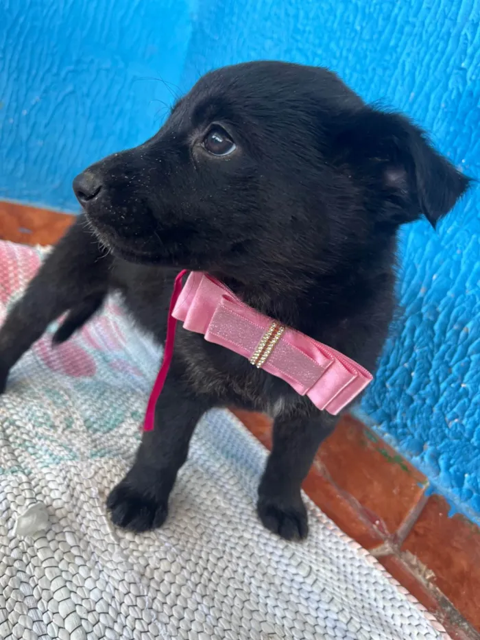 Cachorro ra a SRD-ViraLata idade 2 a 6 meses nome Nome ainda não tem 