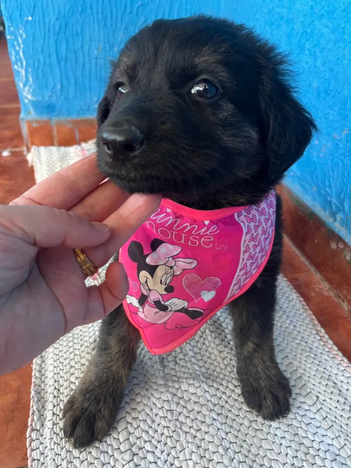 Cachorro ra a SRD-ViraLata idade 2 a 6 meses nome Ainda não foi dado nome 