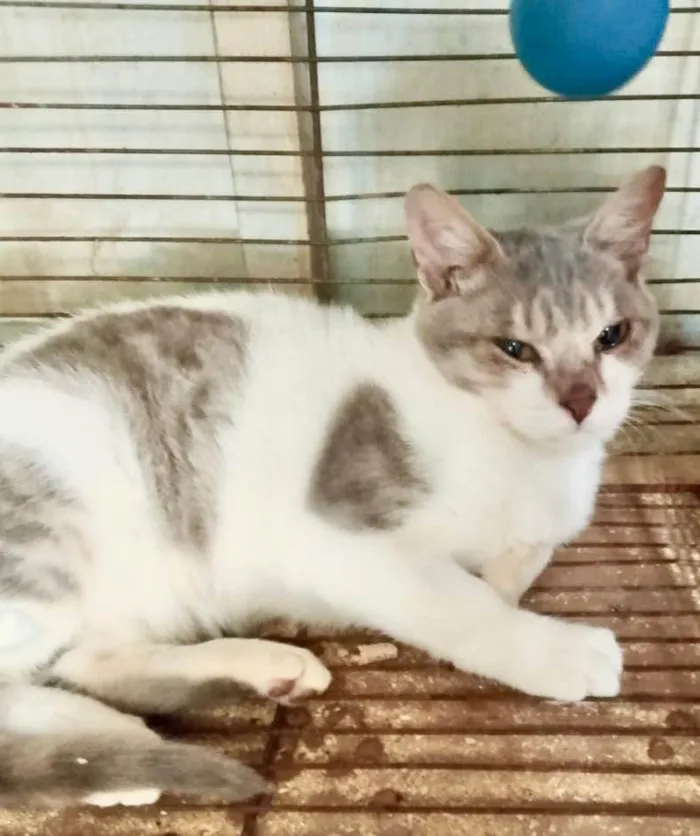 Gato ra a SRD-ViraLata idade 2 a 6 meses nome Clóvis
