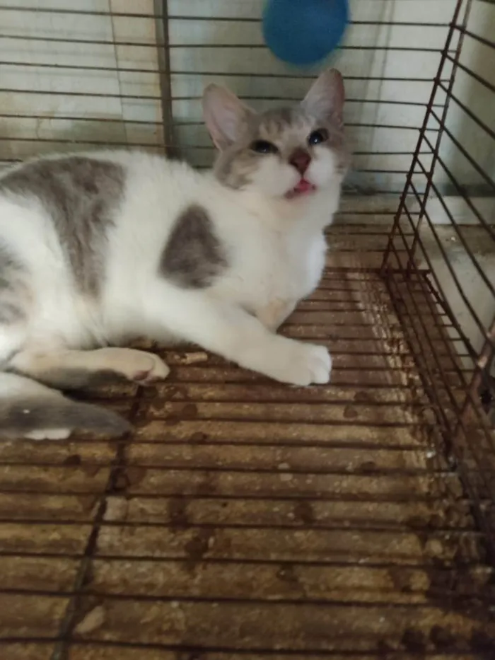 Gato ra a SRD-ViraLata idade 2 a 6 meses nome Clóvis