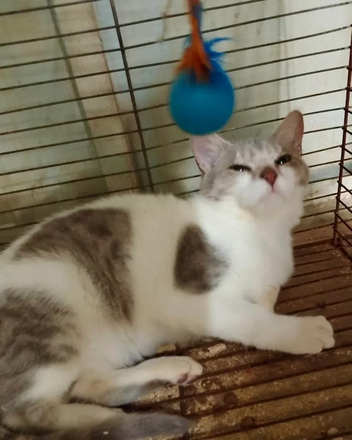 Gato ra a SRD-ViraLata idade 2 a 6 meses nome Clóvis