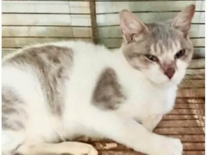 Gato raça SRD-ViraLata idade 2 a 6 meses nome Clóvis