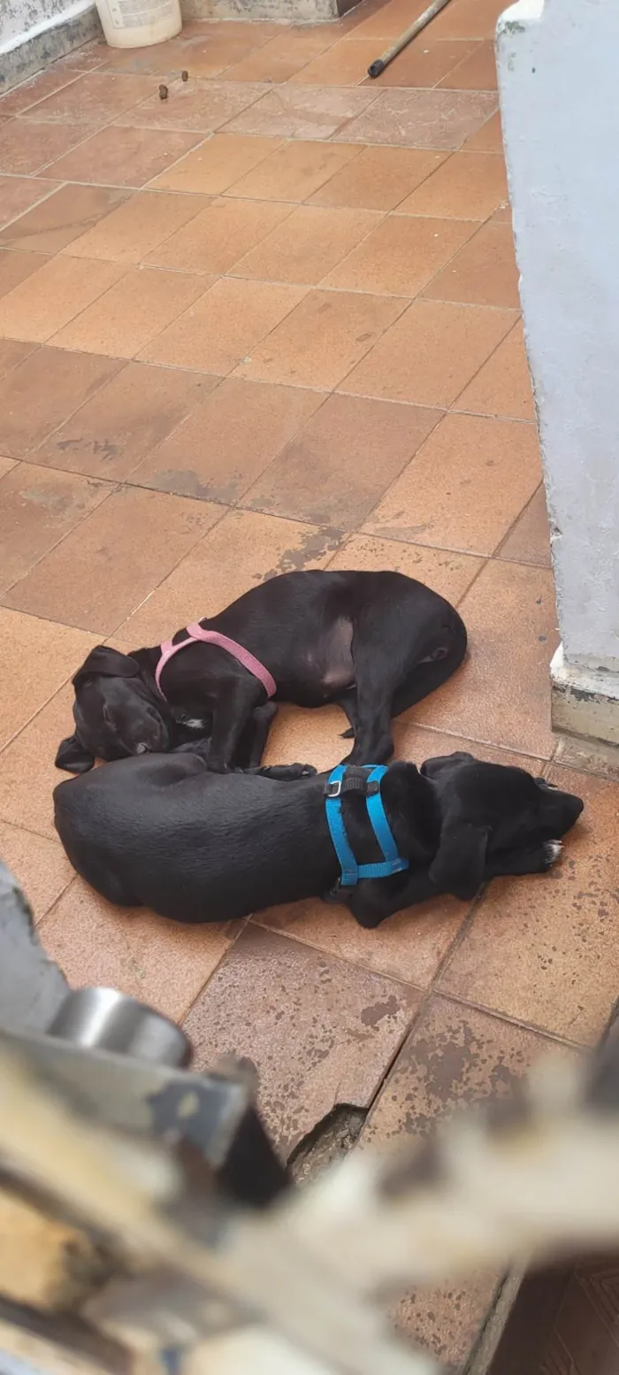 Cachorro ra a SRD-ViraLata idade 2 a 6 meses nome Kenai