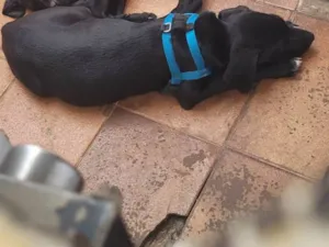 Cachorro raça SRD-ViraLata idade 2 a 6 meses nome Kenai