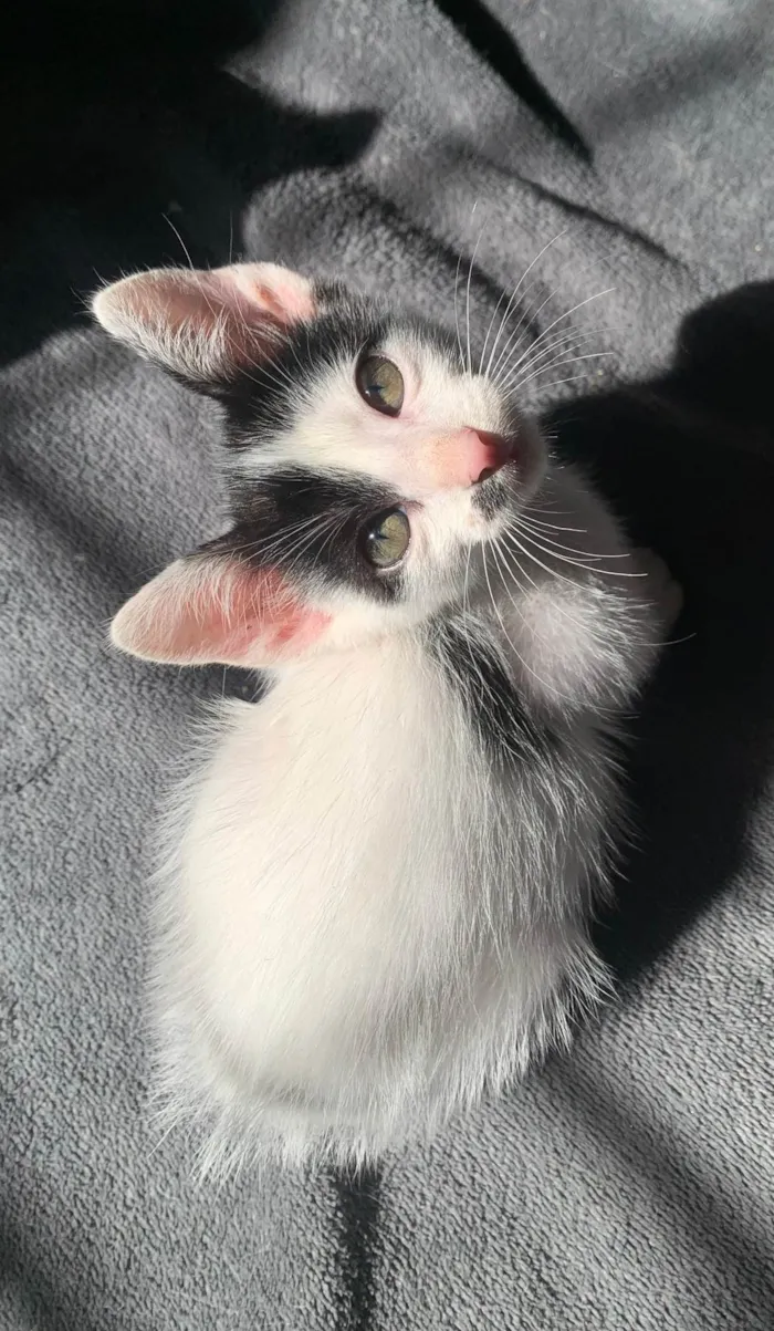 Gato raça SRD-ViraLata idade 2 a 6 meses nome Charlie