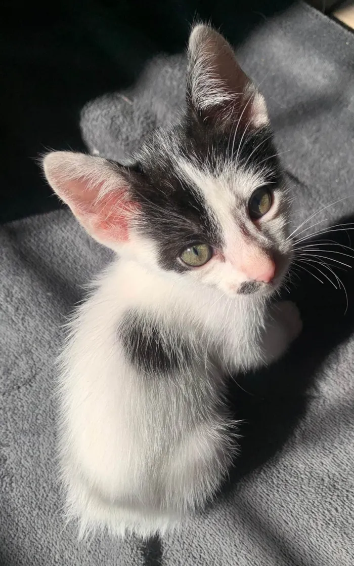 Gato raça SRD-ViraLata idade 2 a 6 meses nome Charlie